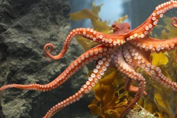 Kraken cc ссылка