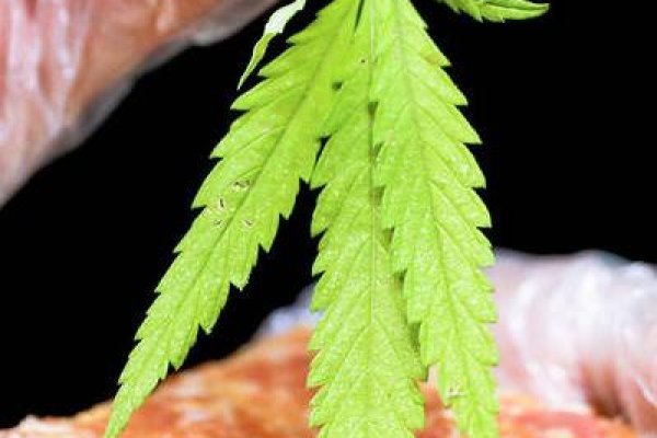 Купить наркотики онлайн
