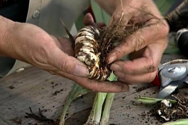 Ссылка на кракен не работает