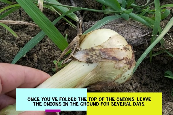 Kraken istand onion