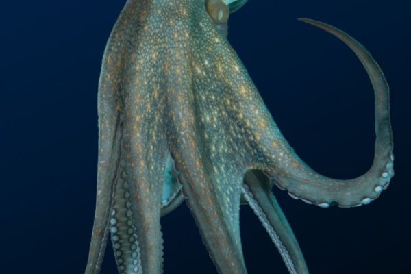 Ссылка на kraken торговая площадка